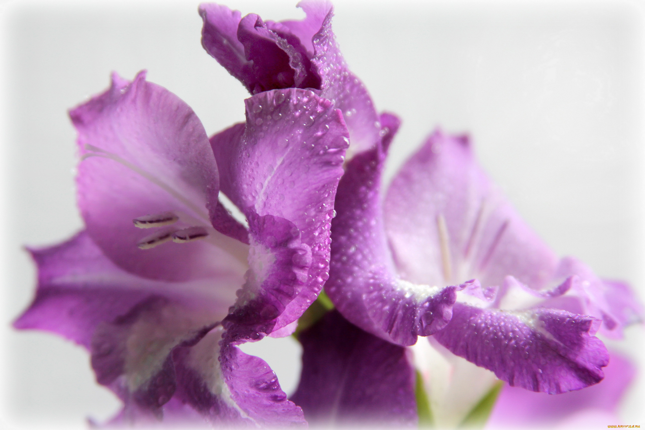 Сиреневые гладиолусы. Гладиолус Purple Flora. Гладиолус сиреневый. Гладиолус Тристис. Цветы гладиолусы ирисы.